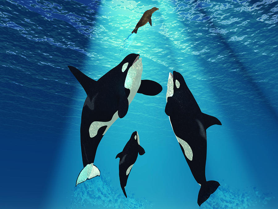 Ford killer whales #2