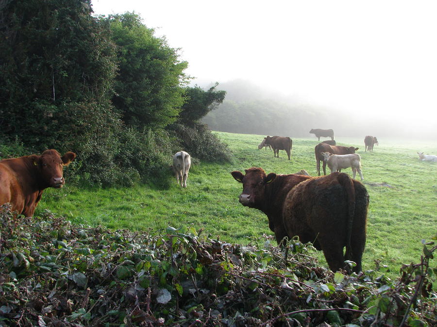Cow Photograph - Kilnaboy Morn by Sheila Rodgers