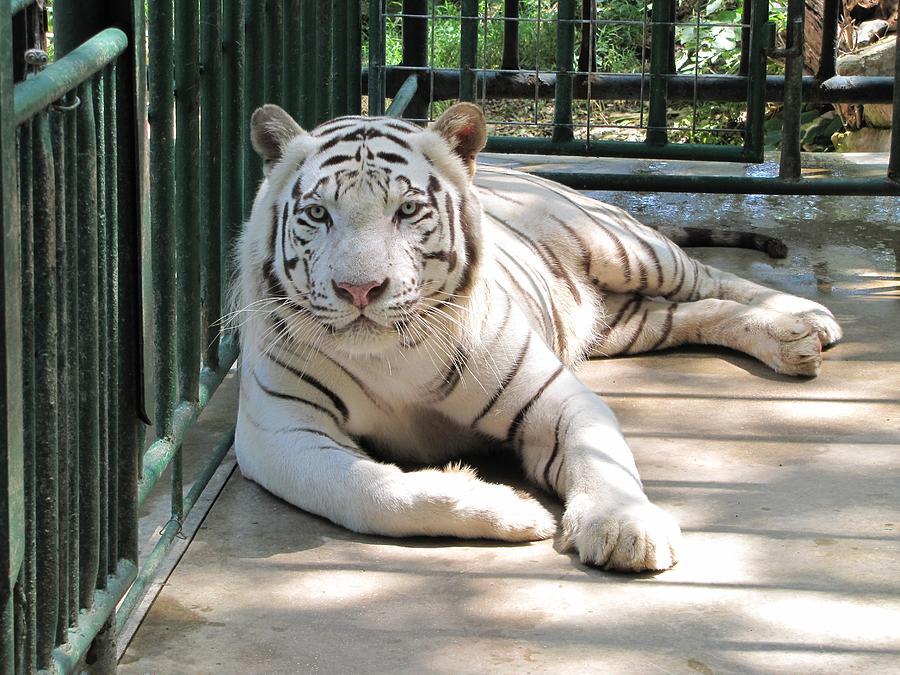 Kimar the white tiger Photograph by Keith Stokes