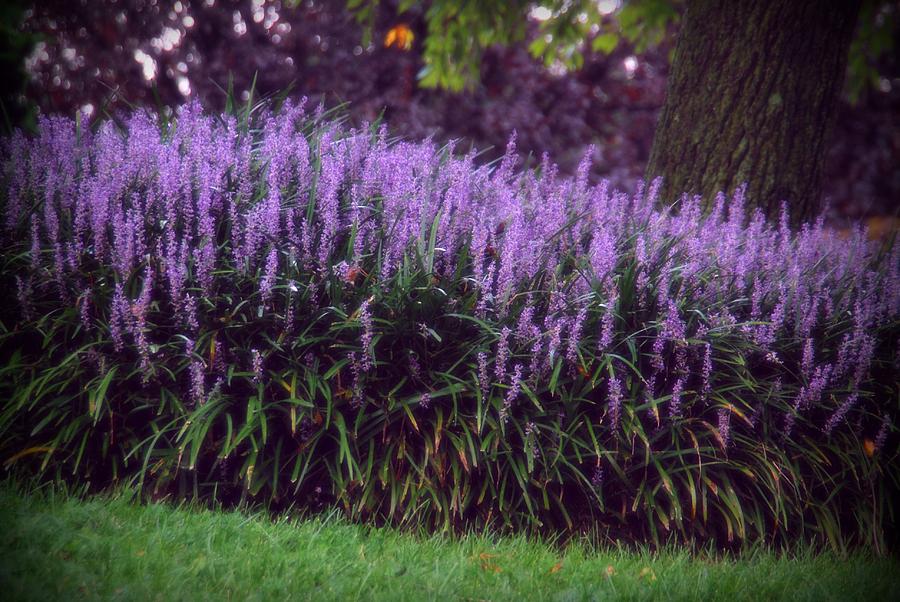 Purple Photograph - Kindness by Angie Tirado Purple Photograph - Kindness by Angie Tirado
