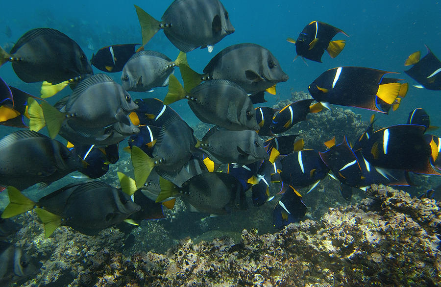 King Angelfish Holacanthus Passer Photograph by Pete Oxford