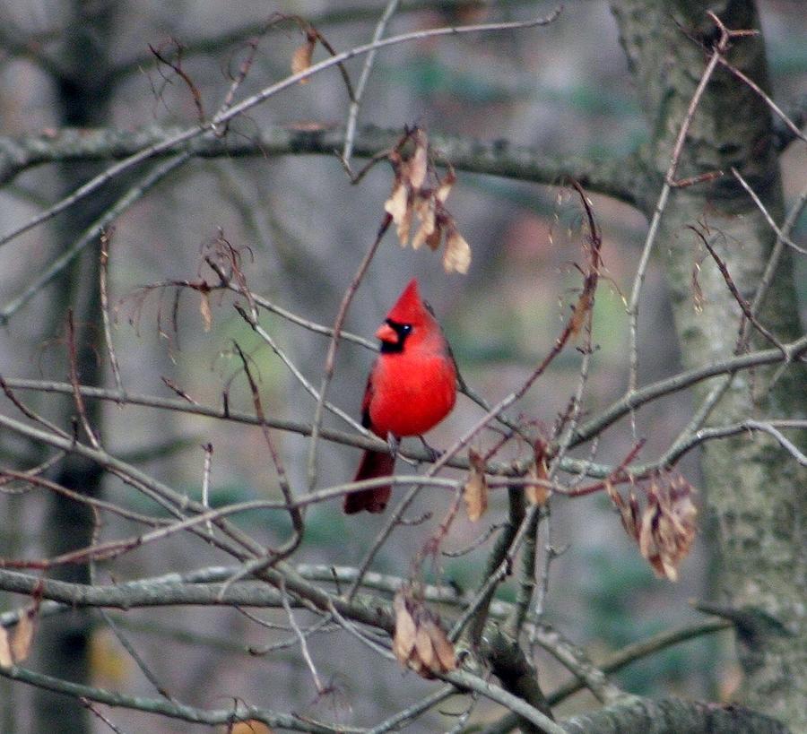 King Cardinal Photograph by Barbara S Nickerson