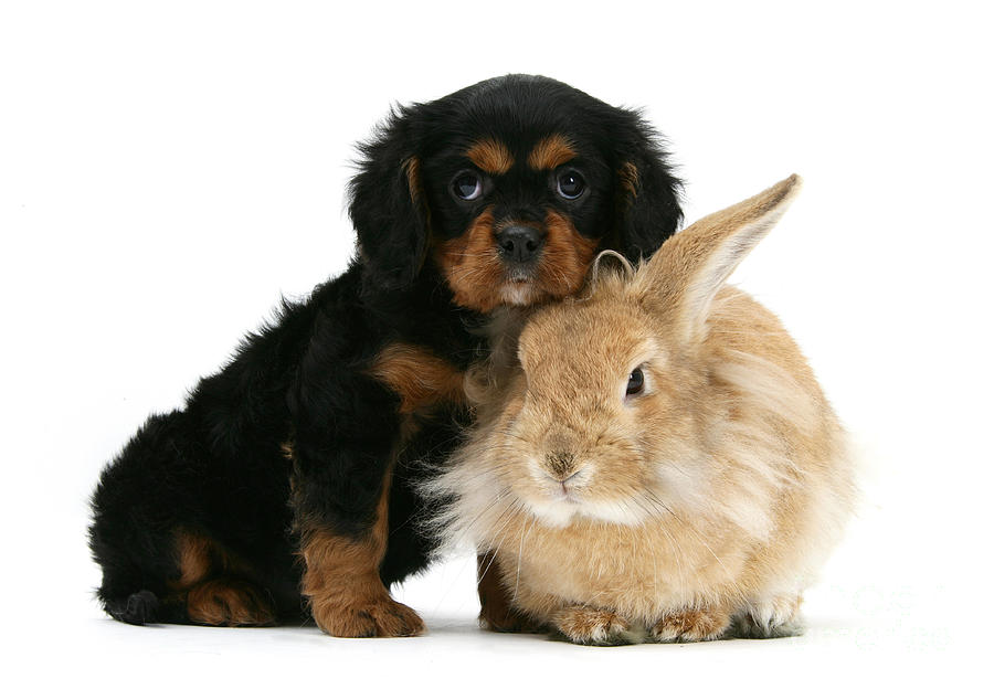 King Charles Spaniel And Rabbit Photograph by Mark Taylor