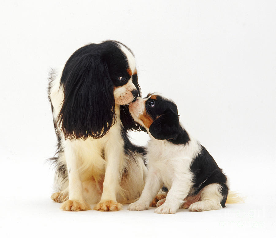 King Charles Spaniel Dog And Puppies Photograph by Jane Burton