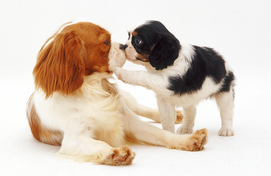 King Charles Spaniel Dog And Puppy Photograph by Jane Burton
