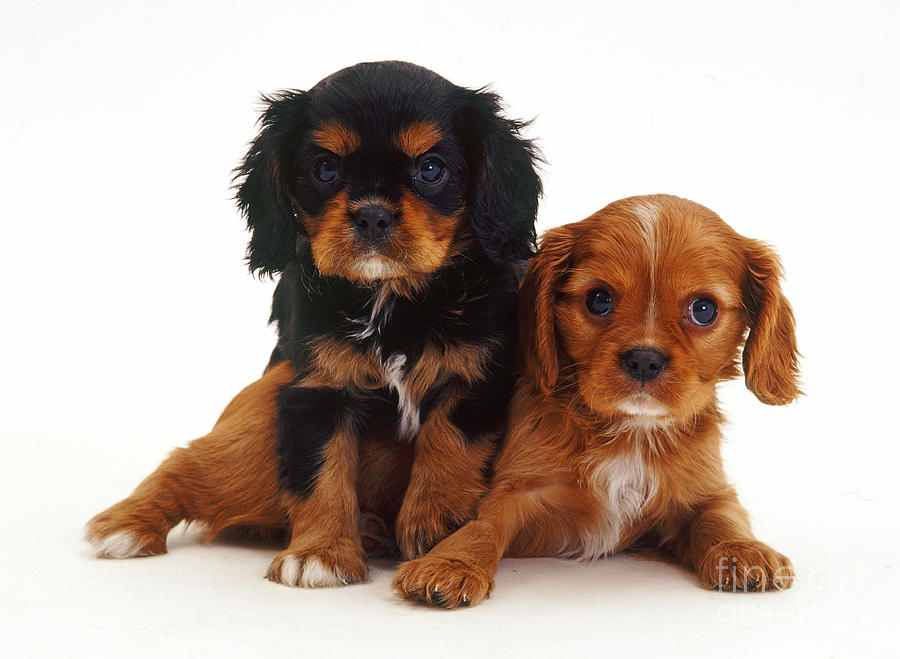 King Charles Spaniel Puppies Photograph by Jane Burton
