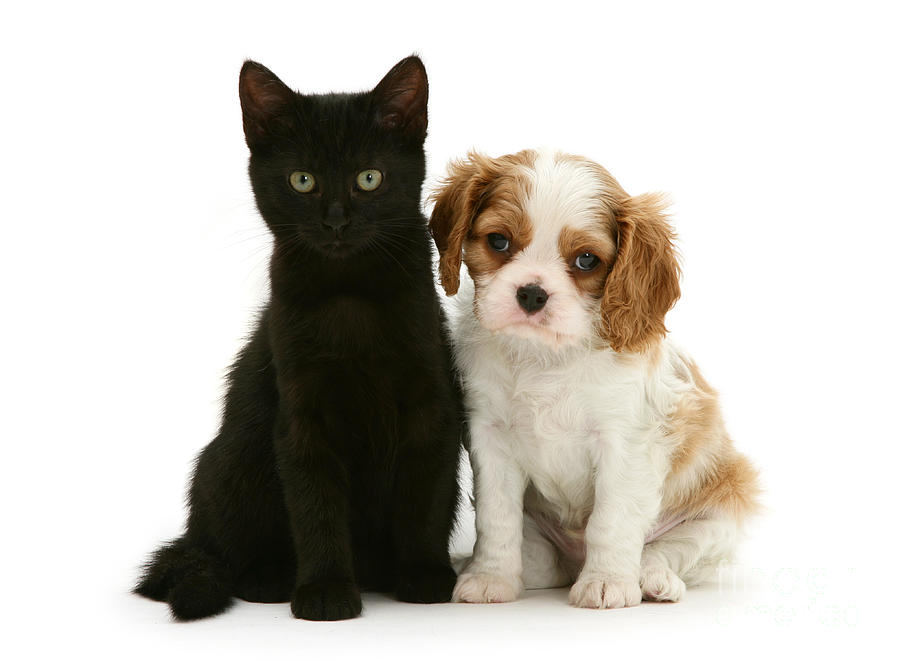 King Charles Spaniel Puppy And Black Cat Photograph by Jane Burton
