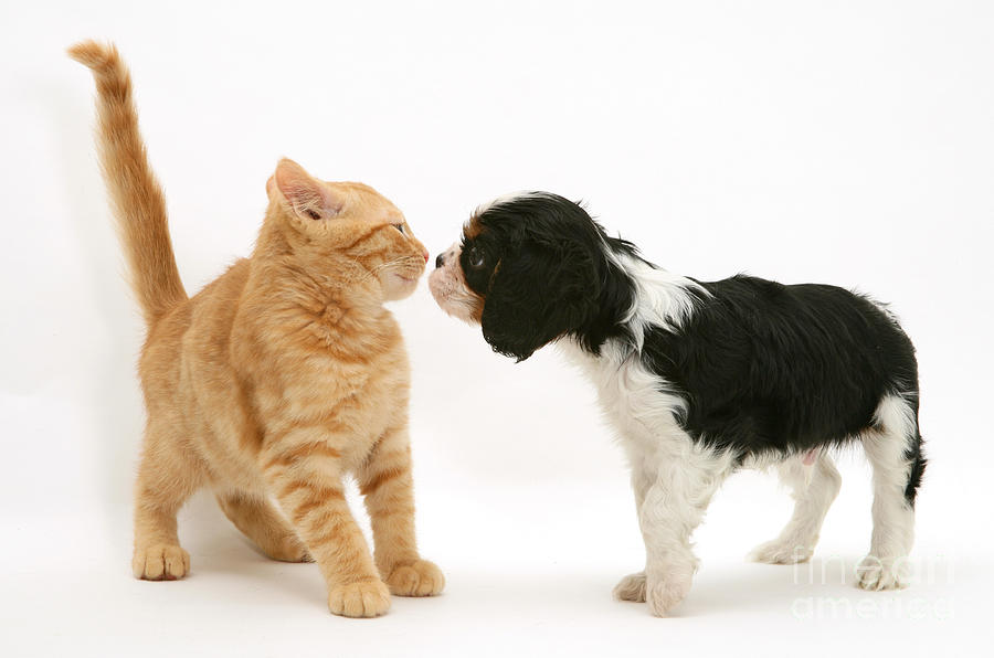 King Charles Spaniel Puppy And Ginger Photograph by Jane Burton