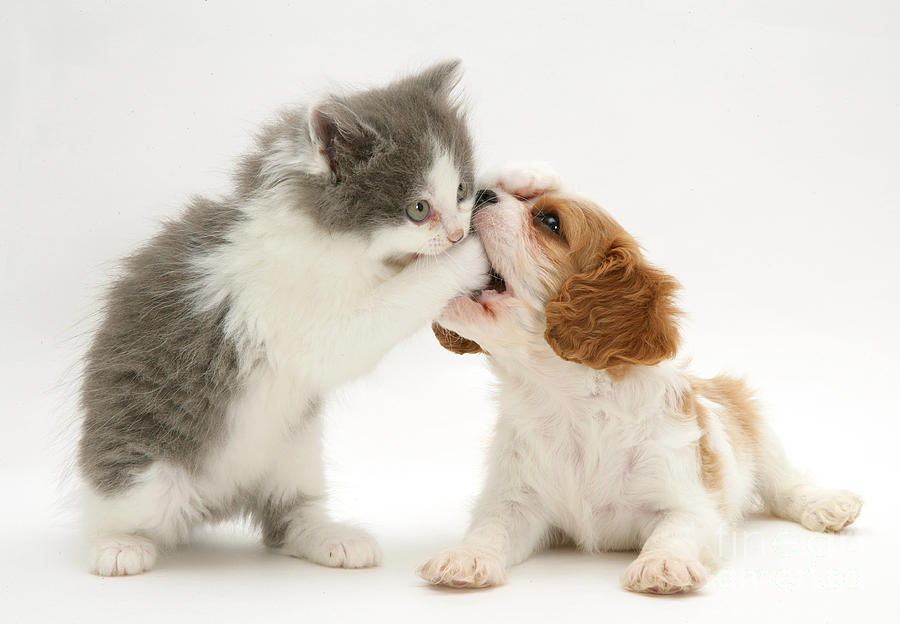 King Charles Spaniel Puppy And Kitten Photograph by Jane Burton