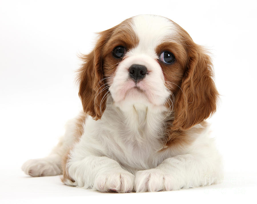 King Charles Spaniel Puppy Photograph by Mark Taylor