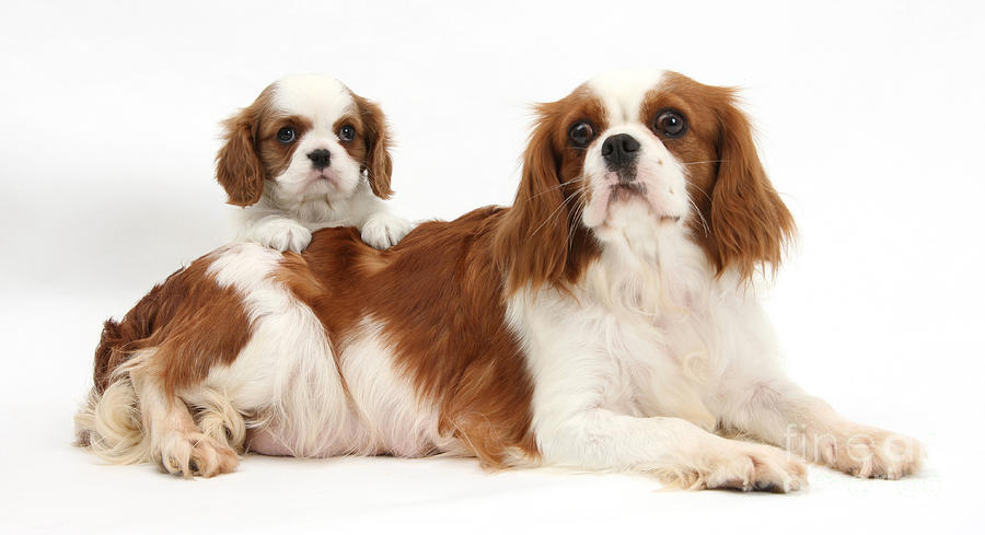 King Charles Spaniels Photograph by Mark Taylor