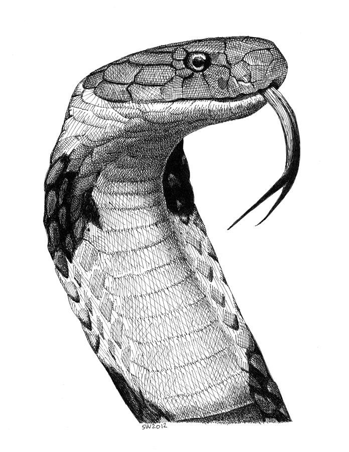 King Cobra Drawing by Scott Woyak