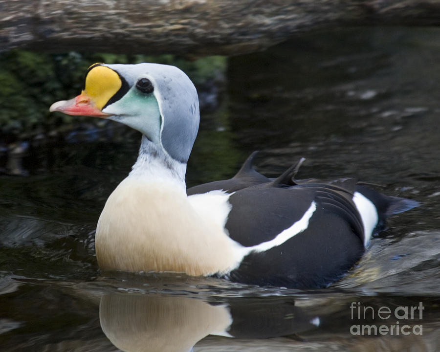 King Eider Duck Alaska Photograph by Brenda Doucette