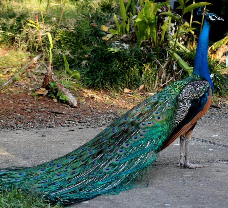 Peacock Photograph - King by Elizabeth  Doran