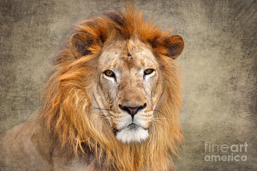 Asiatic Lion Photograph - King of Beasts portrait of a lion by Louise Heusinkveld