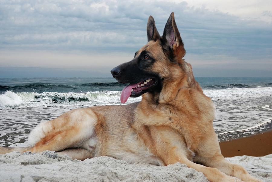 King Of The Beach - German Shepherd Dog by Angie Tirado