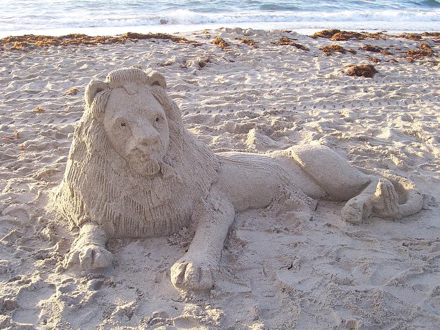 King of the Beach Photograph by Sheila Silverstein
