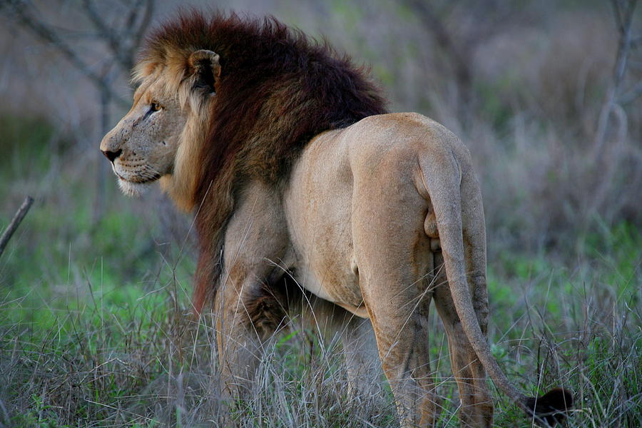 King of the Beasts Photograph by Bruce J Robinson
