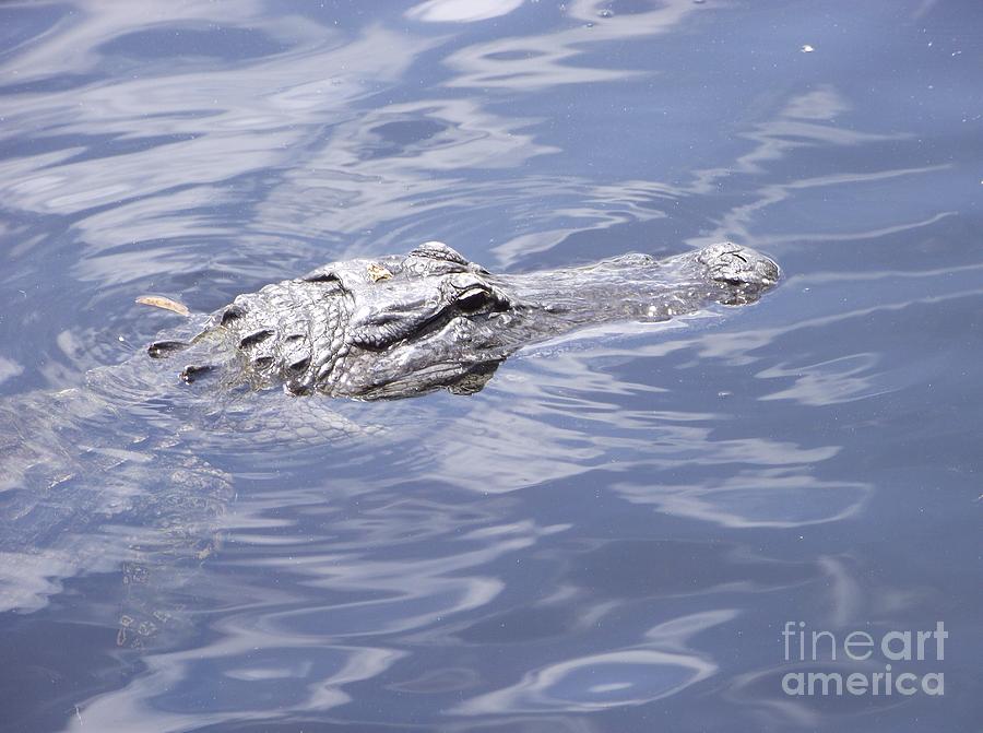 King of the Everglades Photograph by Michelle Welles