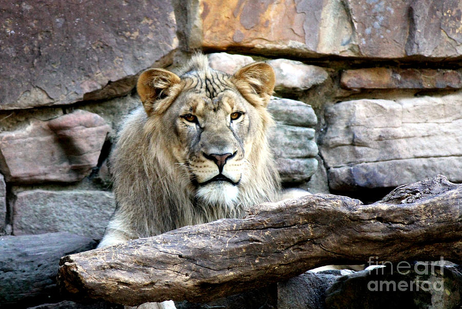 King of the Jungle Photograph by Kathy  White