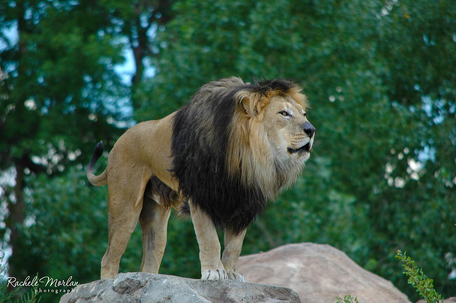 King Of The Jungle Photograph By Rachele Morlan