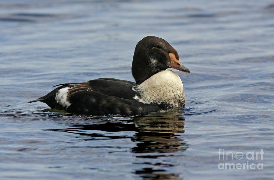 King Eider Duck Photograph - King of the Lake by Inspired Nature Photography Fine Art Photography