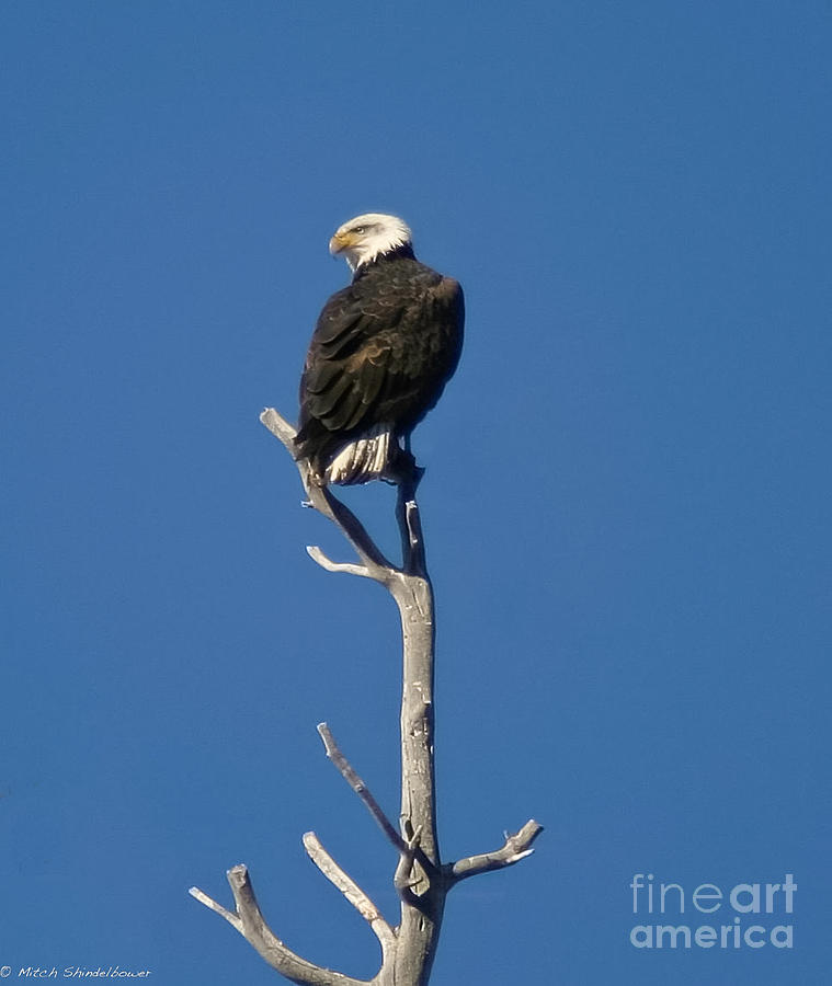 Nature Photograph - King Of The Roost by Mitch Shindelbower