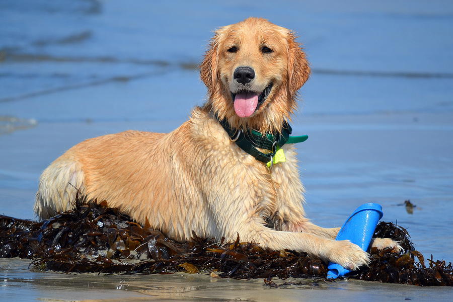 Dog Photograph - King of the Seaweed by Fraida Gutovich