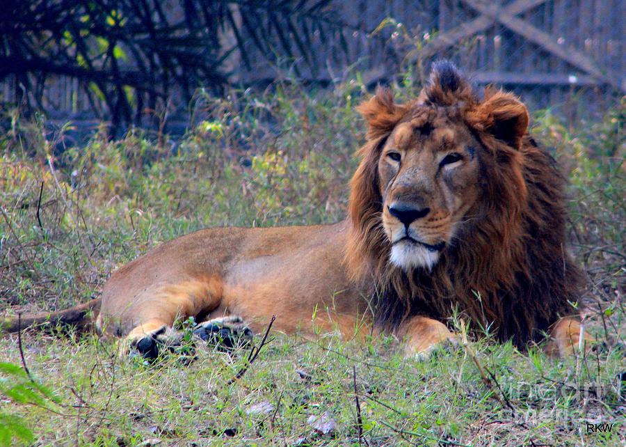 King Of Zoo Photograph by Rajinder Wadhwa