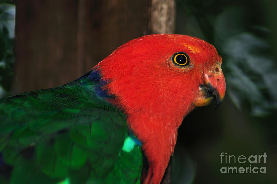 Parrot Photograph - King Parrot - Male 2 by Kaye Menner