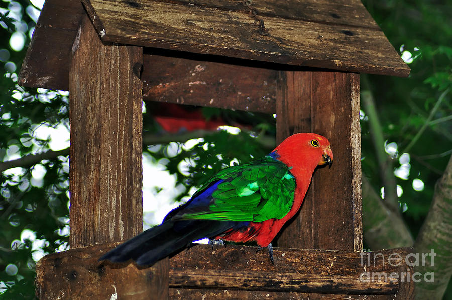 King Parrot - Male Photograph by Kaye Menner