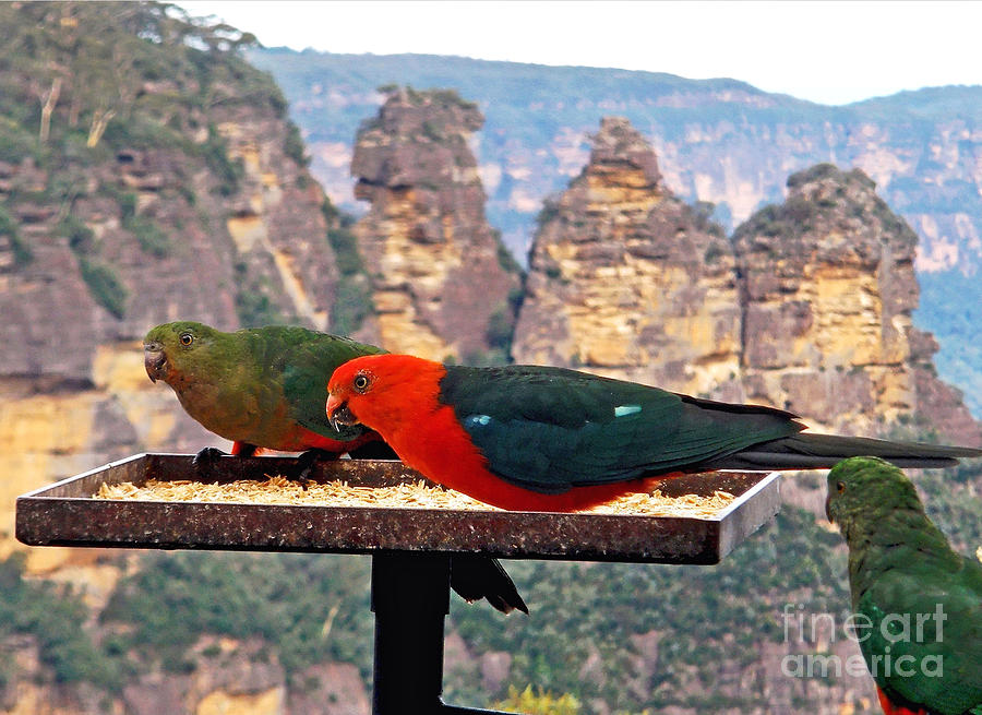 King Parrots and The Three Sisters Photograph by Kaye Menner