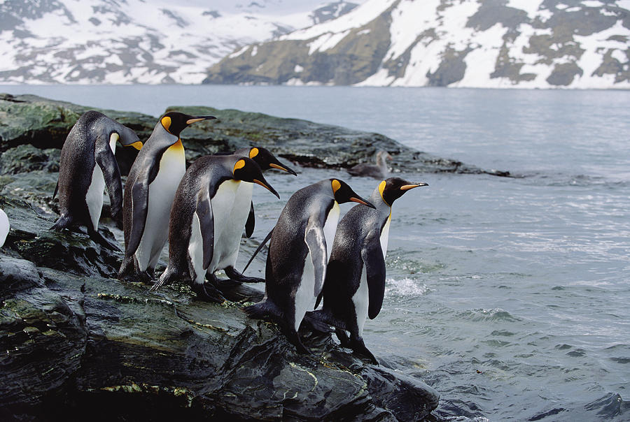 King Penguin Aptenodytes Patagonicus Photograph by Konrad Wothe