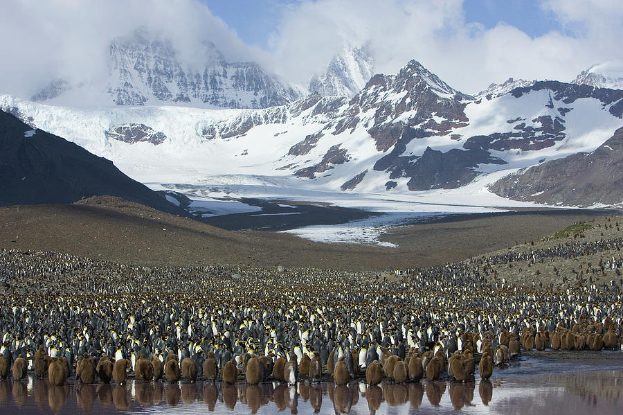 King Penguin Aptenodytes Patagonicus Photograph by Suzi Eszterhas