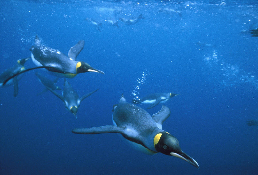 King Penguin Aptenodytes Patagonicus Photograph by Tui De Roy