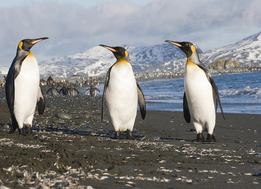 King Penguin Trio On Beach South Photograph by Flip Nicklin