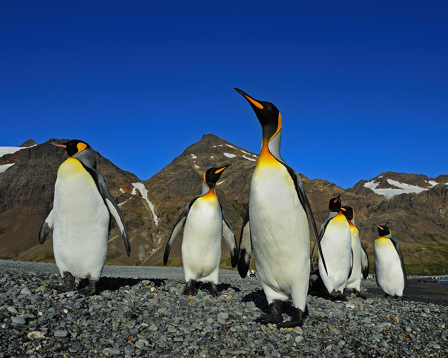 Penguin Photograph - King Penguins - Road Block by Tony Beck