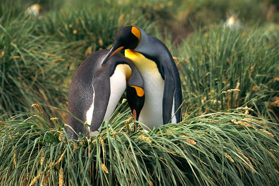 King Penguins Nuzzling Photograph by Jupiterimages
