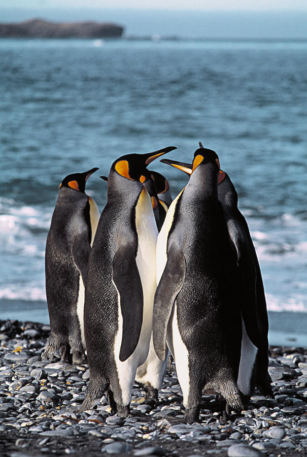 Wildlife Photograph - King Penguins by Peter Scoones