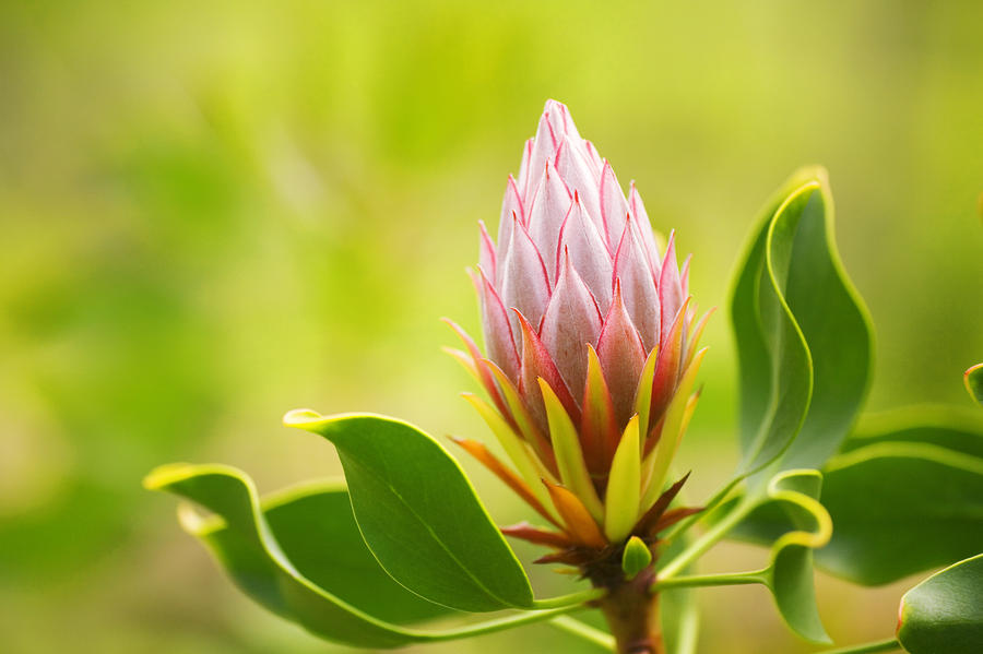 King Protea Bud by Ron Dahlquist - Printscapes