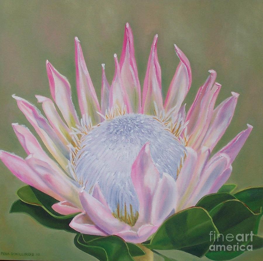 King Protea Painting By Pera Schillings Fine Art America