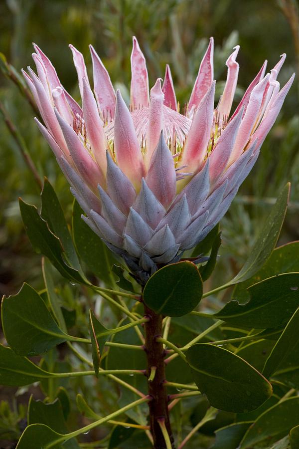 King Protea (protea Cynaroides) Flower Photograph by Bob Gibbons - Fine ...