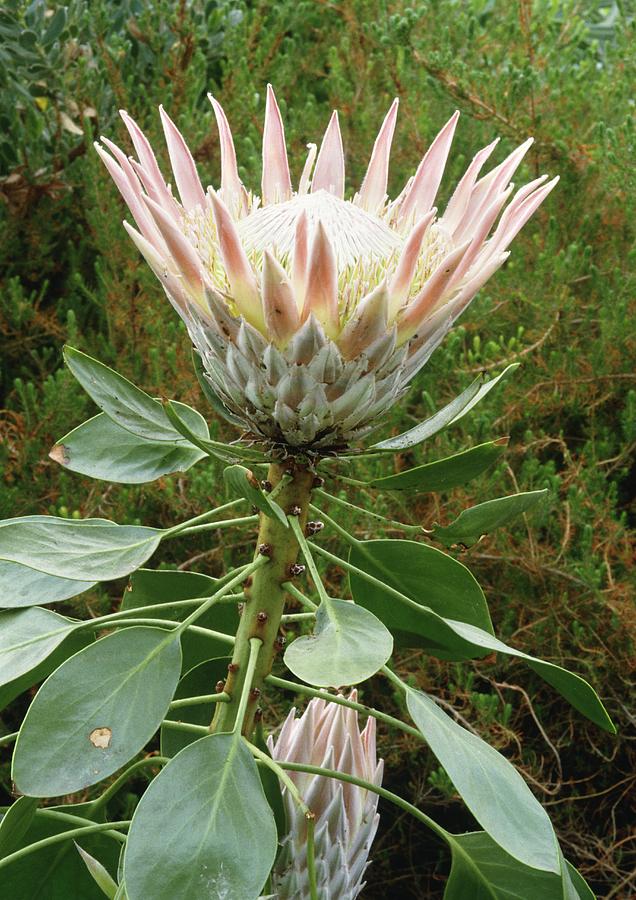 King Protea (protea Cynaroides) Flower Photograph by Vaughan Fleming ...