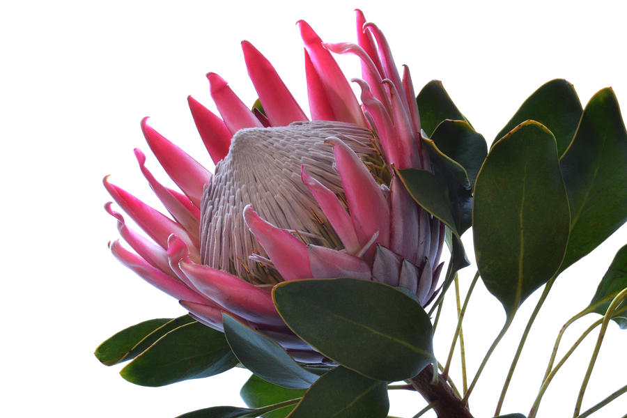 Nature Photograph - King Protea. by Terence Davis