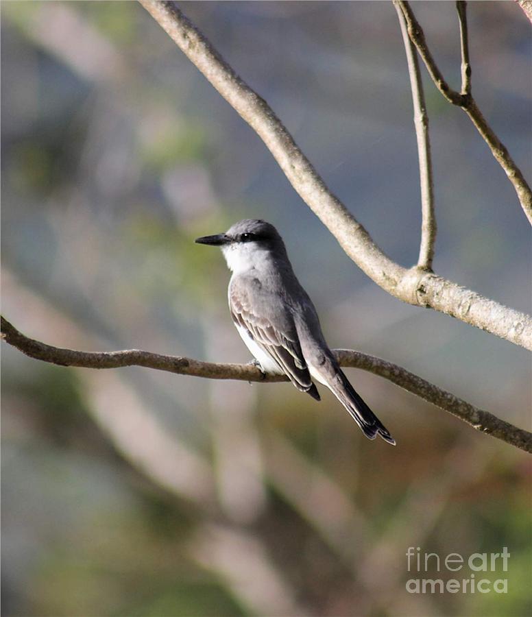 Kingbird Photograph by Alice Terrill