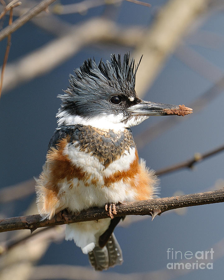 Kingfisher Photograph - Kingfisher by Craig Leaper