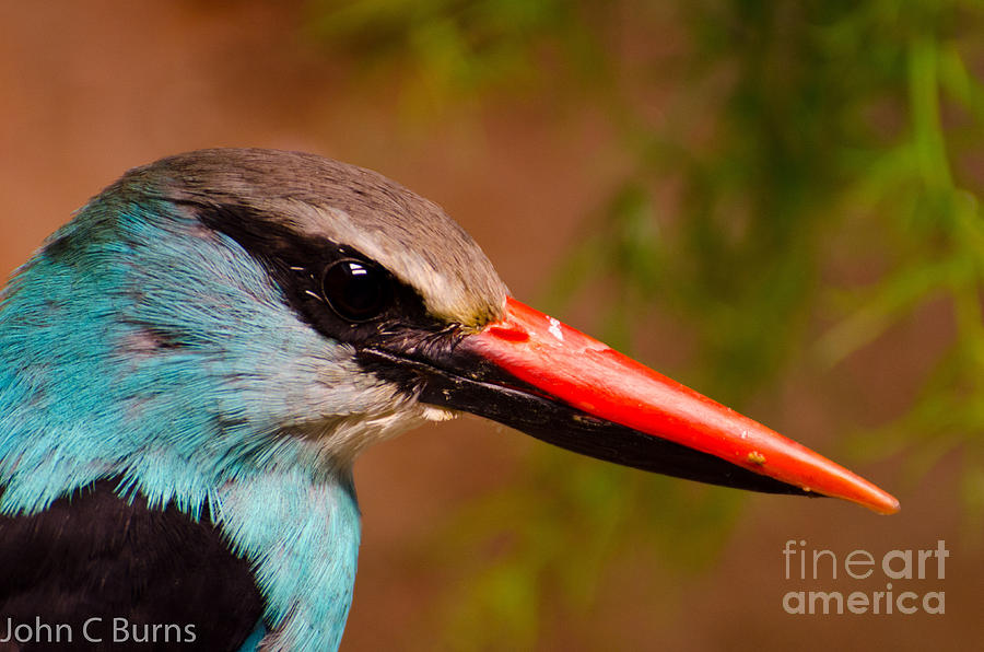 Animal Photograph - Kingfisher by John Burns
