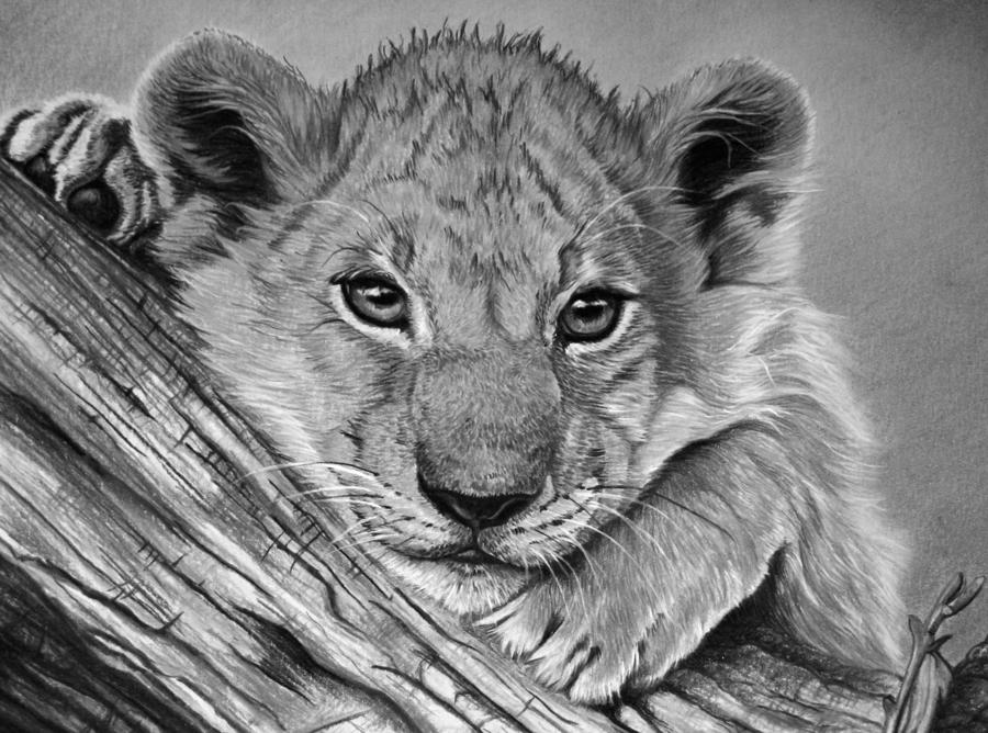 Lion Pastel - Kinza The Cub by Lucy Swinburne
