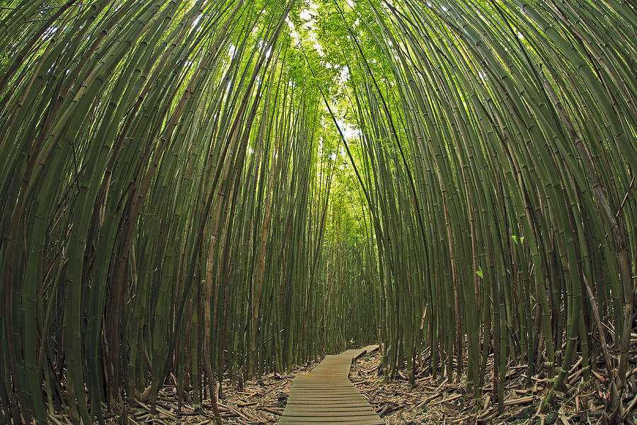 Kipahulu Bamboo Photograph by David Olsen