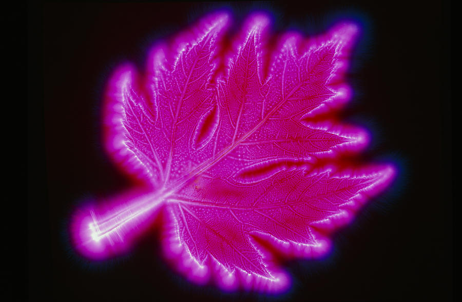 Kirlian Photo Of A Maple Leaf Photograph by Pasieka